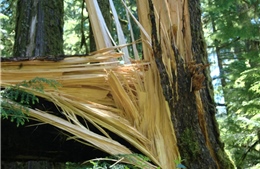 Cây đổ khiến 31 người chết ở Nigeria